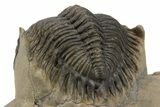 Detailed Metacanthina Trilobite - Lghaft, Morocco #249786-5